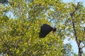 costa rica wildlife, pacific-112